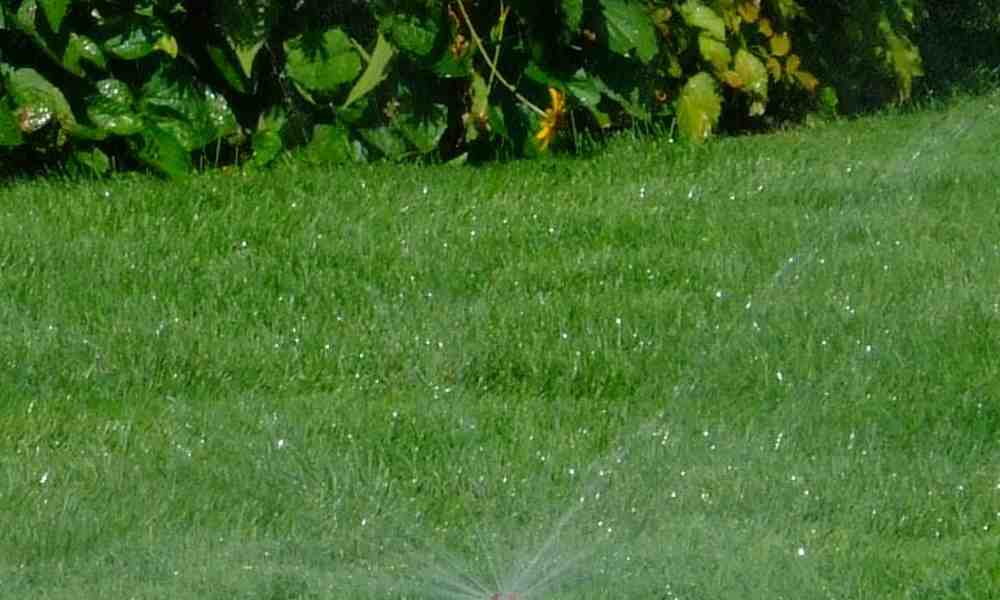 Sprinkler System Essentials: What You Need to Know Before Buying