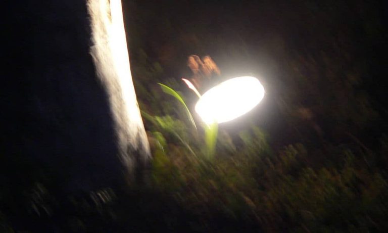 Outdoor landscape lighting installation by P.J. Pappas